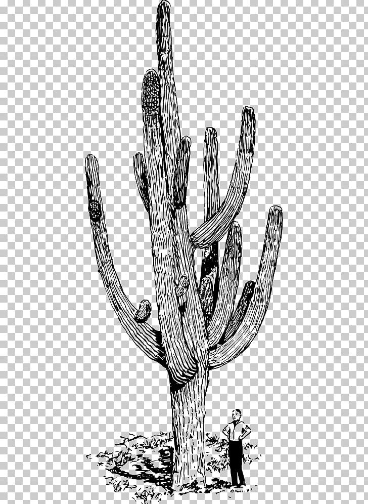 Saguaro Cactaceae Drawing PNG, Clipart, Autocad Dxf, Black And White, Branch, Cactus, Caryophyllales Free PNG Download