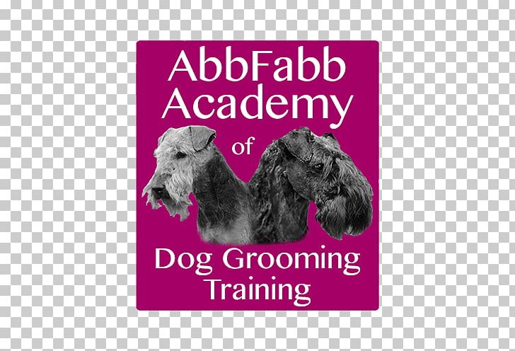 Schnoodle Puppy Schnauzer Dog Breed Abbfabb Academy Of Dog Grooming Training PNG, Clipart, Animal, Animals, Breed, Carnivoran, Dog Free PNG Download