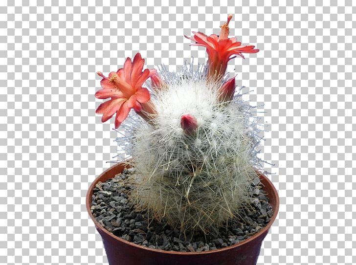 Strombocactus Disciformis Astrophytum Asterias Mammillaria Senilis Astrophytum Capricorne Kaktus Des Jahres PNG, Clipart, Astrophytum, Astrophytum Asterias, Astrophytum Capricorne, Cactaceae, Cactus Free PNG Download