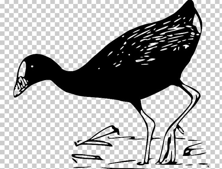 T-shirt Duck PNG, Clipart, Art, Beak, Bird, Black And White, Chicken Free PNG Download