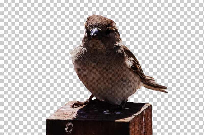 Bird PNG, Clipart, Beak, Bird, Figurine, Perching Bird, Sculpture Free PNG Download
