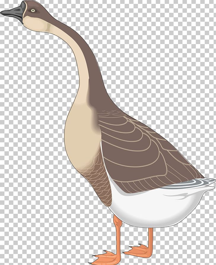 Canada Goose Bird Greylag Goose PNG, Clipart, Animal, Animals, Beak, Bird, Canada Goose Free PNG Download