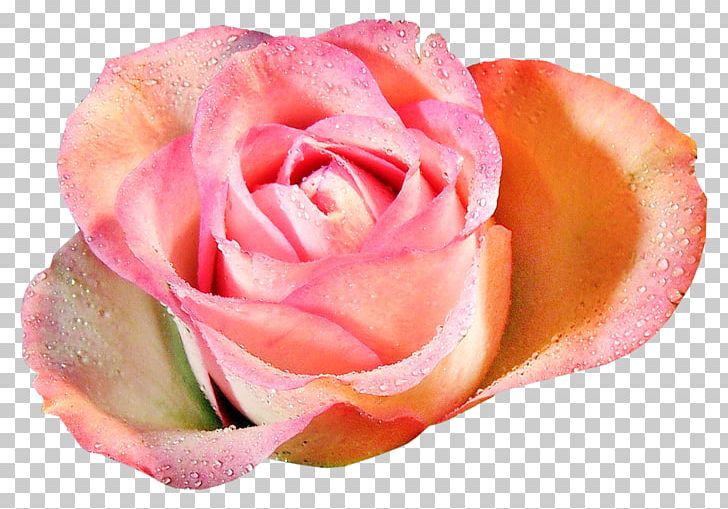 Garden Roses Flower PNG, Clipart, Closeup, Cut Flowers, Desktop Wallpaper, Digital Image, Floribunda Free PNG Download