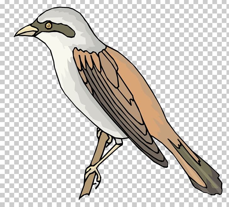 Sparrow Bird PNG, Clipart, Animal, Animals, Bird, Encapsulated Postscript, Eurasian Tree Sparrow Free PNG Download