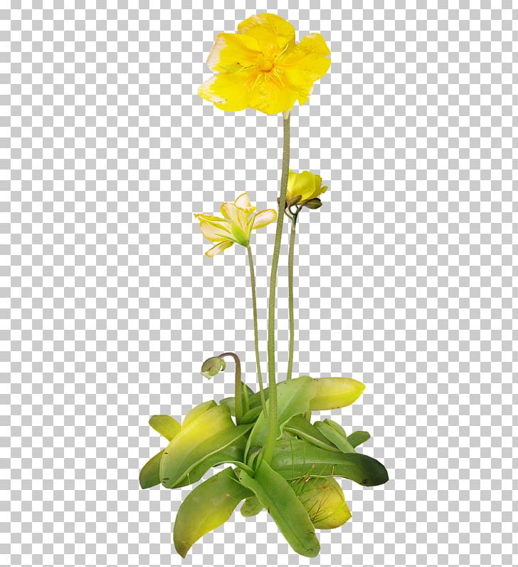 Flower PNG, Clipart, Cut Flowers, Designer, Download, Flora, Floral Design Free PNG Download
