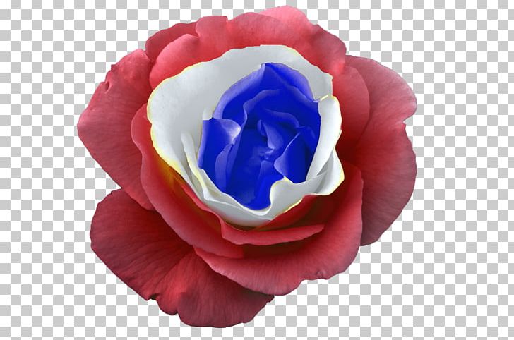 Garden Roses France Blue Rose PNG, Clipart, Blog, Blue, Blue Rose, Cobalt Blue, Cut Flowers Free PNG Download