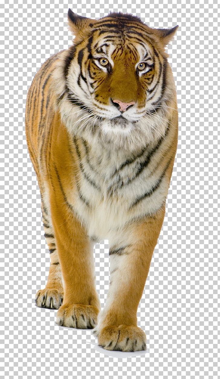 Lion Felidae Computer Icons PNG, Clipart, Animals, Big Cat, Big Cats, Carnivoran, Cat Like Mammal Free PNG Download