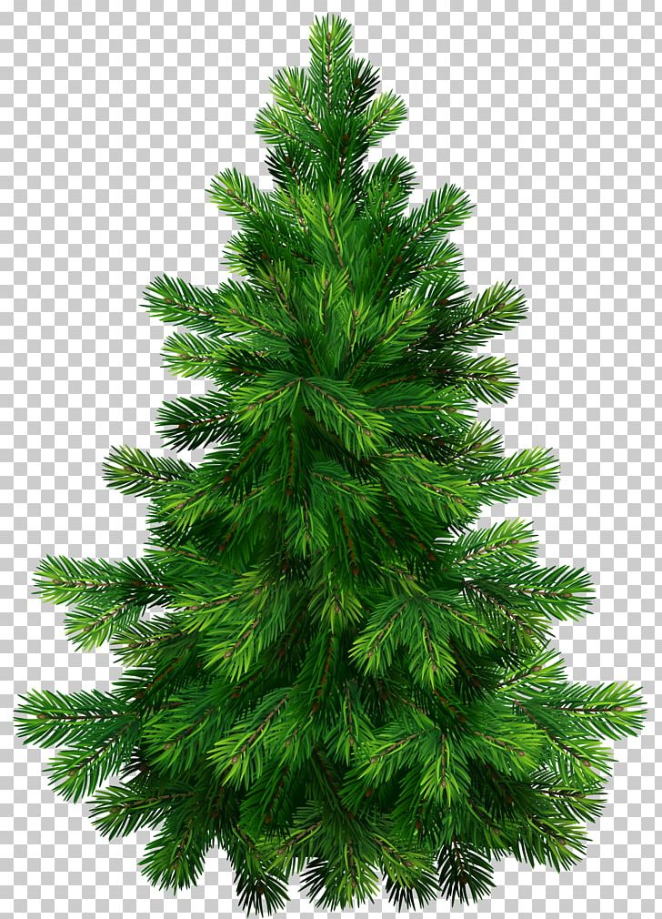 Pine Tree PNG, Clipart, Abies Grandis, Biome, Black Pine, Christmas Decoration, Christmas Ornament Free PNG Download