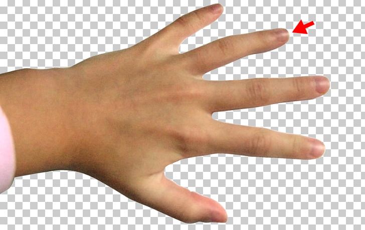 Ring Finger Middle Finger Index Finger PNG, Clipart, Digit, Digit Ratio, Finger, Hand, Index Finger Free PNG Download