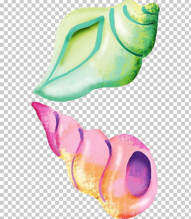Seashell Conch Sea Snail PNG, Clipart, Conch, Designer, Euclidean Vector, Graphic Design, Hand Free PNG Download