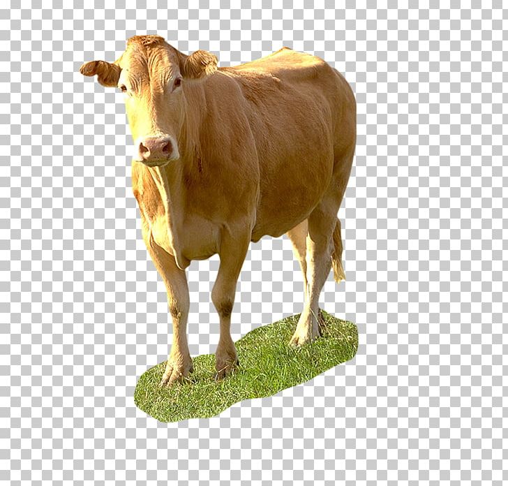 Dairy Cattle Taurine Cattle Calf Ox PNG, Clipart, Bull, Calf, Cattle, Cattle Like Mammal, Cow Goat Family Free PNG Download