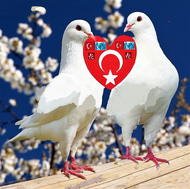Homing Pigeon Racing Homer Fantail Pigeon Bird Streptopelia Png