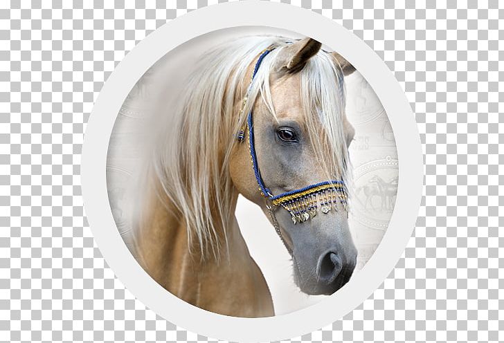 Pony Mane Halter Mustang Stallion PNG, Clipart, Bridle, Exercise Book, File Folders, Halter, Horse Free PNG Download