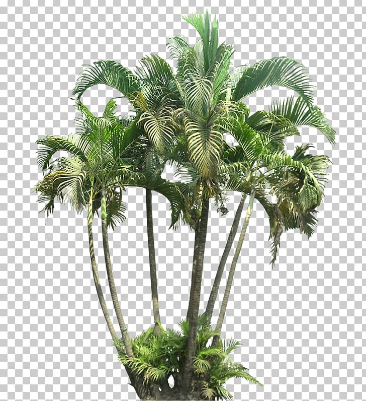 Portable Network Graphics Mexican Fan Palm Ptychosperma Macarthurii Tree Cycad PNG, Clipart, Arecales, Borassus Flabellifer, Coconut, Cycad, Flowerpot Free PNG Download