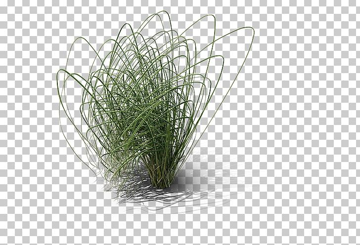 Cordgrass Prairie PNG, Clipart, 3 D Model, 3d Computer Graphics, Angle, Cordgrass, Download Free PNG Download