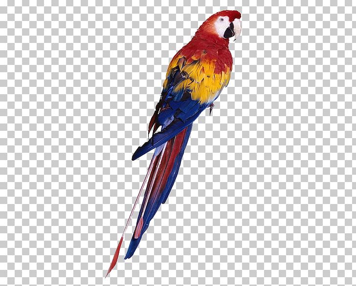 Parrot Bird Budgerigar Cockatiel Toy PNG, Clipart, Animal, Animals, Beak, Cage, Color Free PNG Download