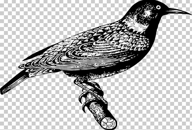 Common Starling Bird PNG, Clipart, Animal, Animals, Beak, Bird, Black And White Free PNG Download