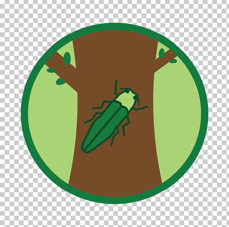Emerald Ash Borer Insect Tree Amphibian PNG, Clipart, Amphibian, Ash, Ash Tree, Emerald, Emerald Ash Borer Free PNG Download