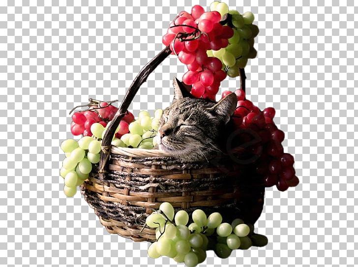 Les Accommodements Raisonnables Cat The Strawberry Basket PNG, Clipart, Anime, Autumn, Basket, Blog, Cat Free PNG Download