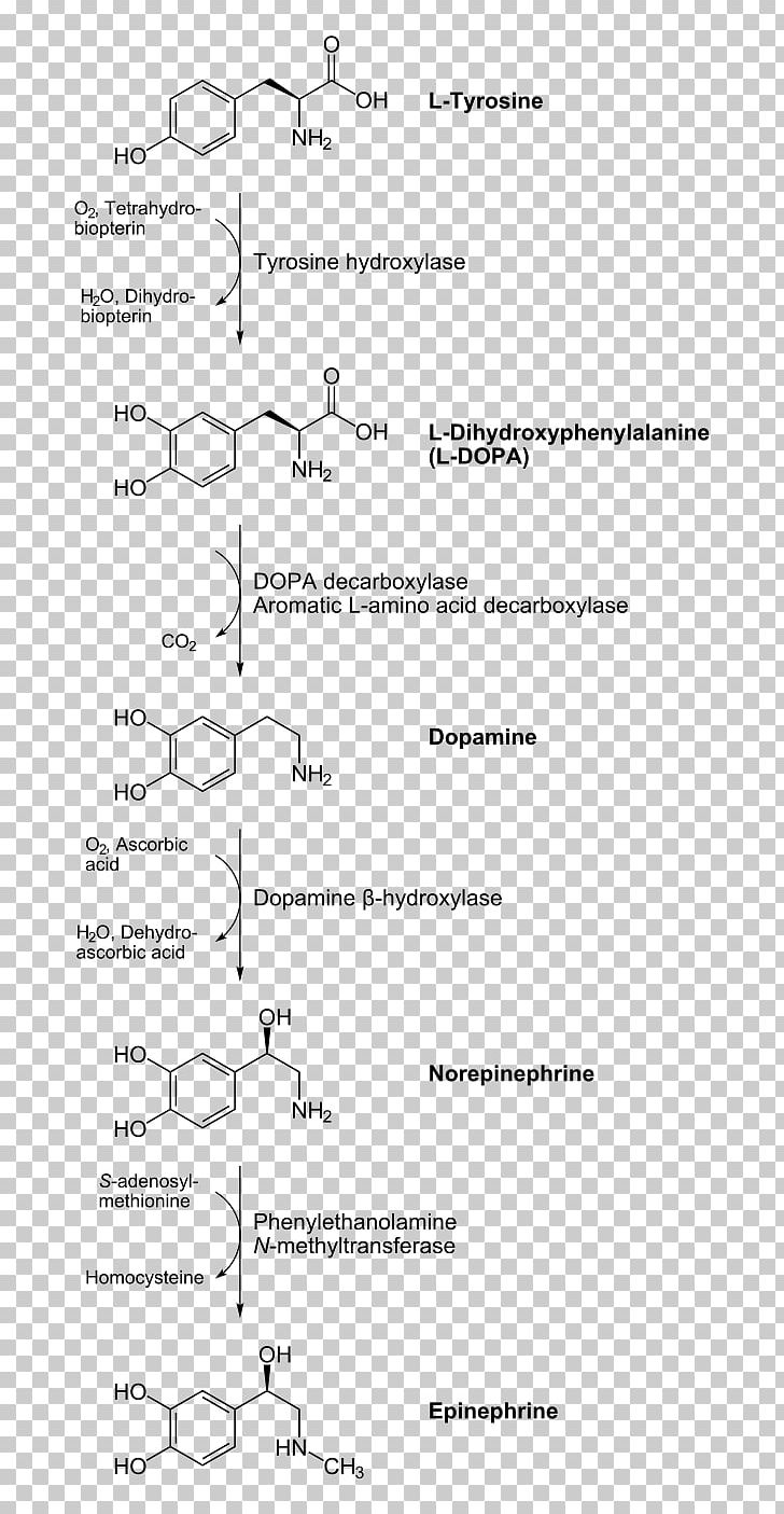 Catecholamine Adrenaline Dopamine Biosynthesis Chemical Synthesis PNG, Clipart, Adrenalin, Adrenaline, Anabolism, Angle, Area Free PNG Download