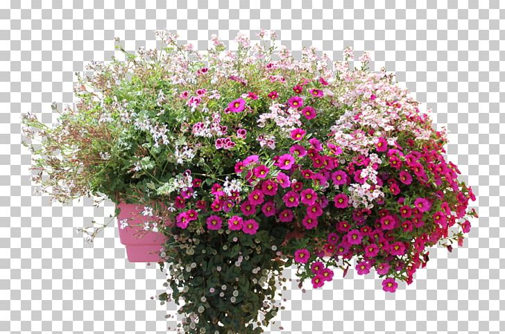 Geraniums Annual Plant Vervain Flowerpot PNG, Clipart, Annual Plant, Combination, Cut Flowers, Floral Design, Flower Free PNG Download