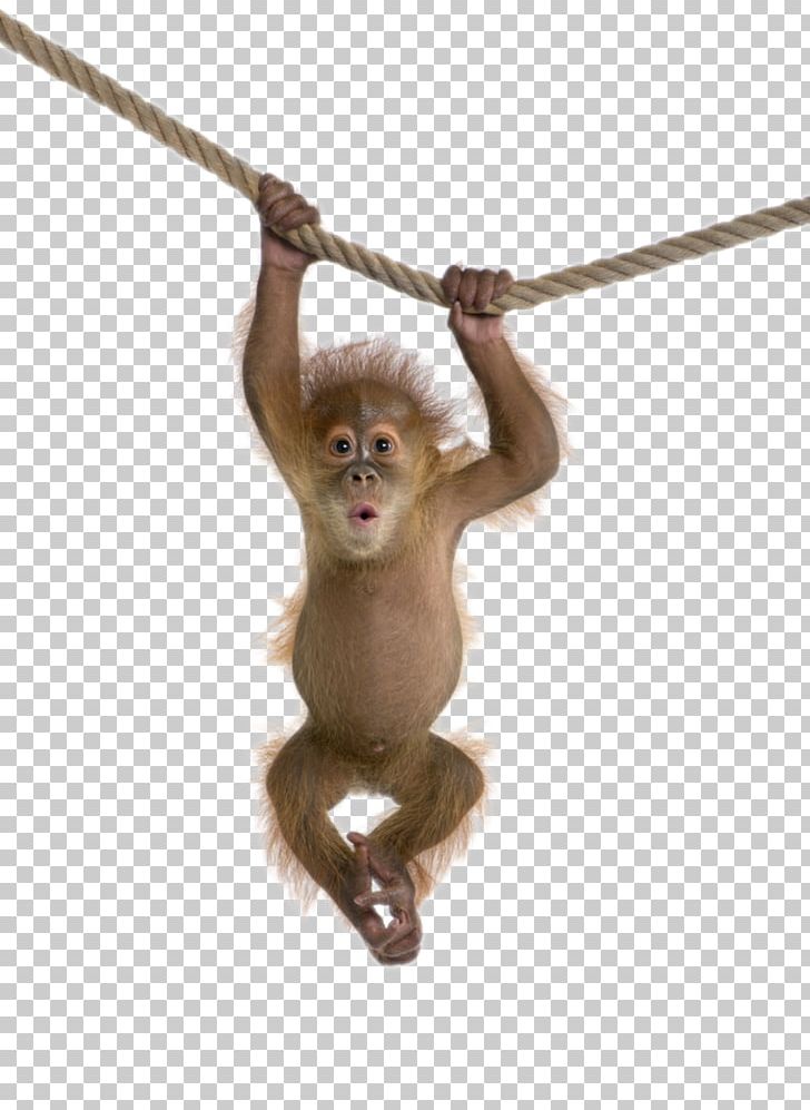 Rhesus Macaque Monkey PNG, Clipart, Animals, Computer Icons, Encapsulated Postscript, Gray Langur, Image File Formats Free PNG Download