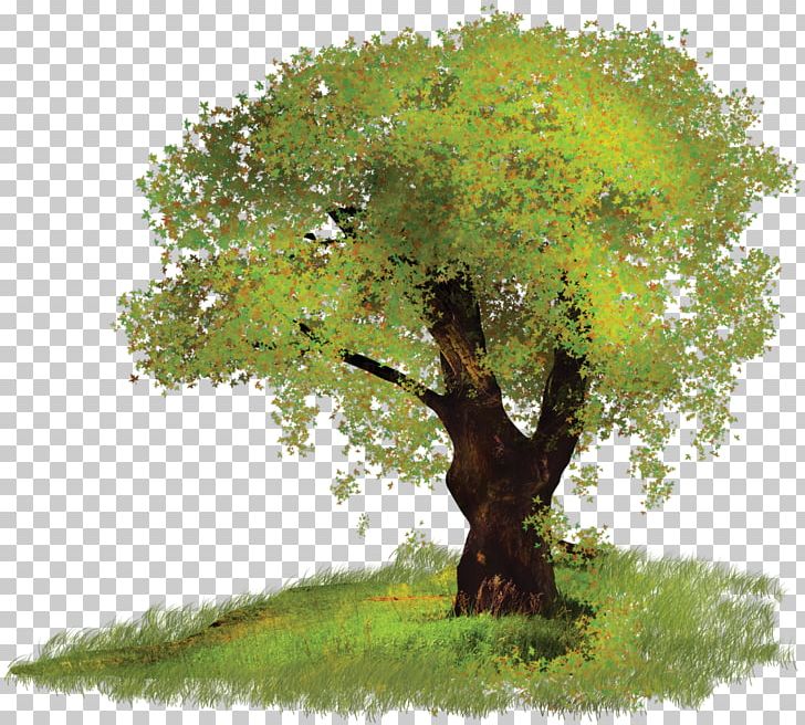 Tree Digital PNG, Clipart, Branch, Bush, Clip Art, Digital Image, Encapsulated Postscript Free PNG Download