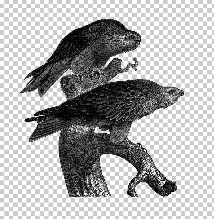 Learn How to Draw a Black Kite (Birds) Step by Step : Drawing Tutorials