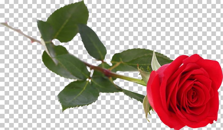 Garden Roses Cabbage Rose China Rose Floribunda French Rose PNG, Clipart, China Rose, Cicek, Cicek Gifleri, Cut Flowers, Floribunda Free PNG Download