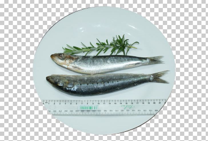 Pacific Saury Herring Oily Fish Sardine PNG, Clipart, Anchovy, Animals, Capelin, Dishware, Fish Free PNG Download