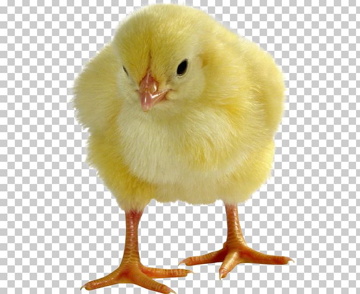 Chicken Broiler Kifaranga Egg Ukraine PNG, Clipart, Animals, Beak, Bird, Breed, Broiler Free PNG Download