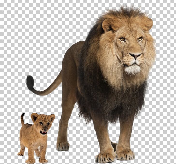Felidae East African Lion Tiger PNG, Clipart, Animal, Animals, Big Cats, Carnivoran, Cat Like Mammal Free PNG Download