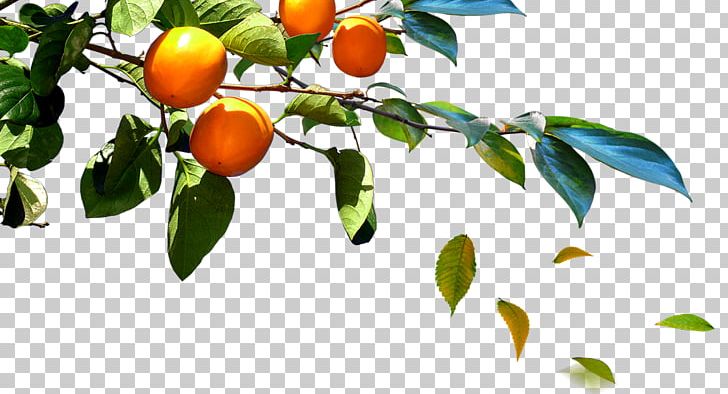 South Korea Poster PNG, Clipart, Apple Fruit, Architecture, Art, Autumn, Branch Free PNG Download