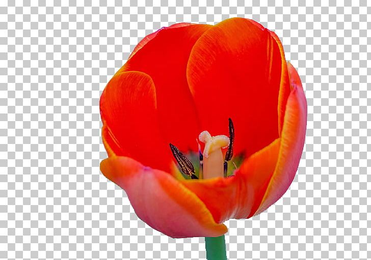 Tulipa Gesneriana Flower PNG, Clipart, Beautiful Girl, Beauty, Beauty Salon, Beauty Vector, Closeup Free PNG Download