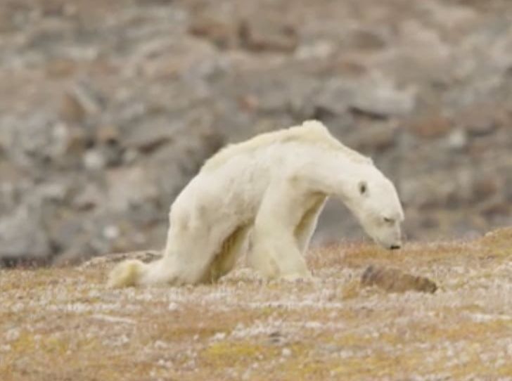 Polar Bear Baffin Island Moose Photographer PNG, Clipart, Animals, Arctic, Baffin Island, Bear, Canada Free PNG Download