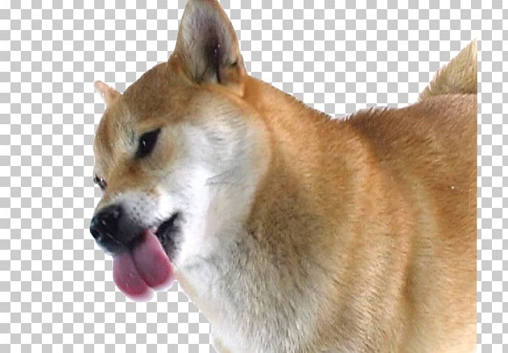 Shiba Inu Puppy Pug Screen Cleaner Desktop PNG, Clipart, Akita, Akita Inu, Android, Animals, Canaan Dog Free PNG Download