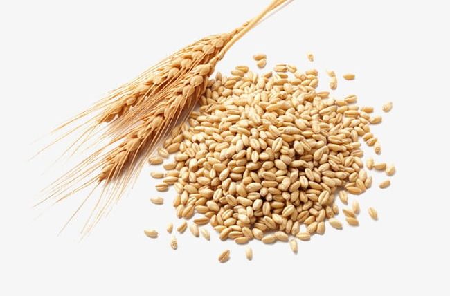 Wheat PNG, Clipart, Crop, Flour, Food, Grains, Paddy Free PNG Download