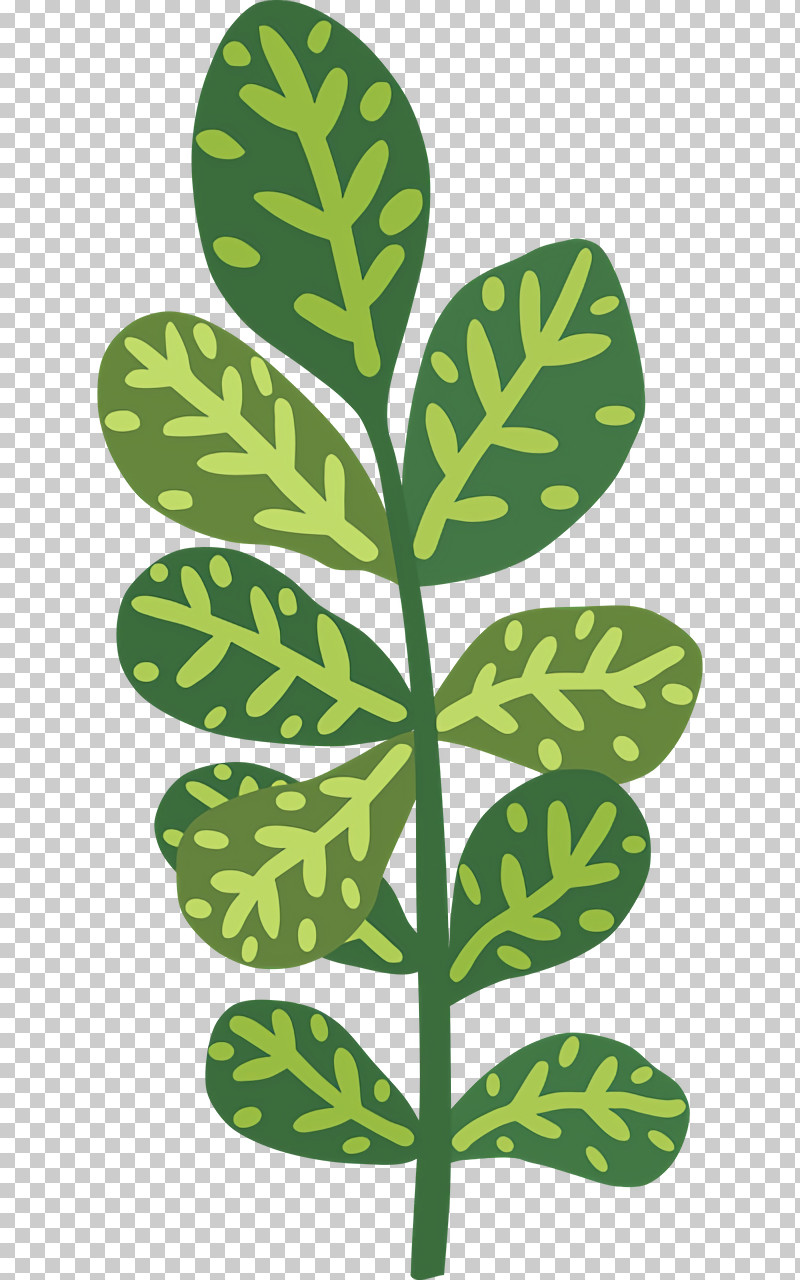 Leaf Plant Stem Tree Pattern Plants PNG, Clipart, Biology, Leaf, Plants, Plant Stem, Plant Structure Free PNG Download