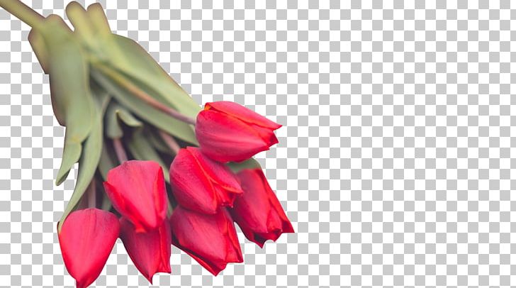 Flower Tulip PNG, Clipart, Bunch, Closeup, Computer, Cut Flowers, Download Free PNG Download