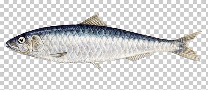 Indian Oil Sardine Oily Fish Food PNG, Clipart, Animals, Bony Fish, Clupeidae, European Pilchard, Fauna Free PNG Download