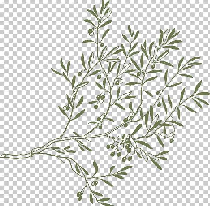Olive Branch PNG, Clipart, Black And White, Branch, Clip Art, Computer Icons, Desktop Wallpaper Free PNG Download