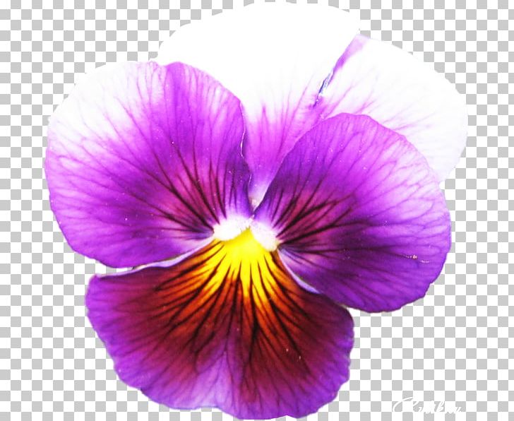 Pansy Bird's Foot Violet Plant Seed PNG, Clipart,  Free PNG Download