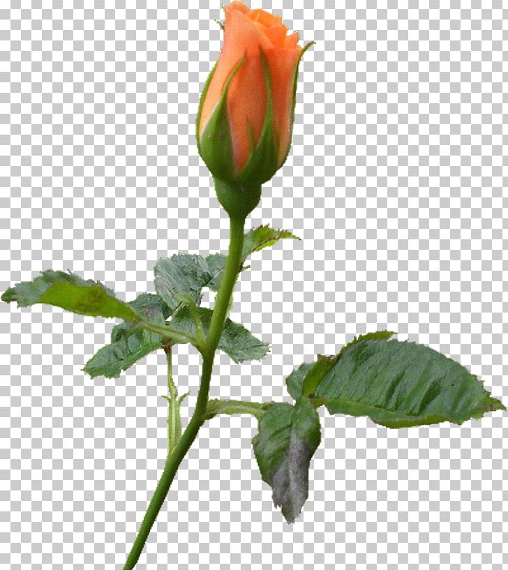 Rose Family Bud Plant Stem Flower Herbaceous Plant PNG, Clipart, Bud, Cicek, Flower, Flowering Plant, Herbaceous Plant Free PNG Download