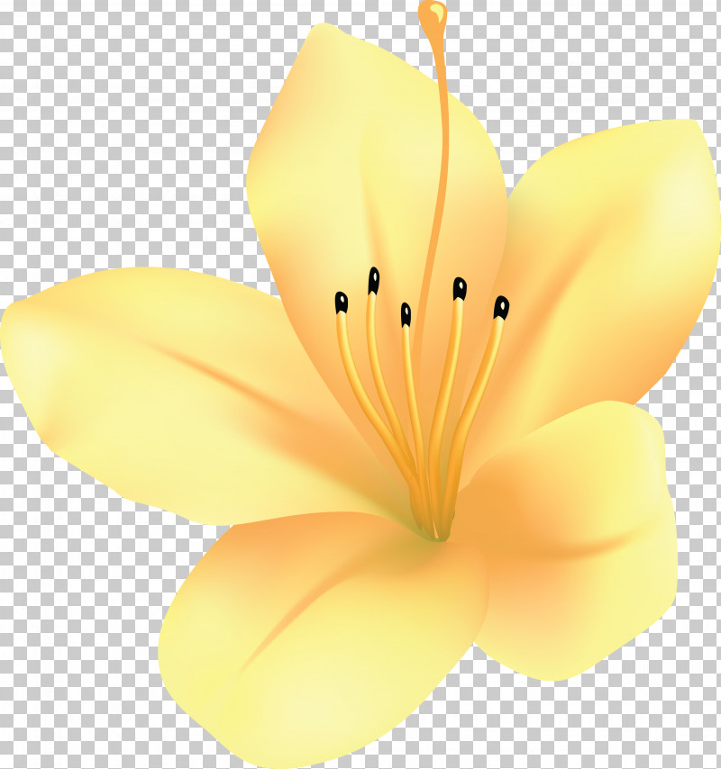 Azalea Spring Flower Azalea Flower PNG, Clipart, Azalea, Azalea Flower, Flower, Hibiscus, Lily Free PNG Download