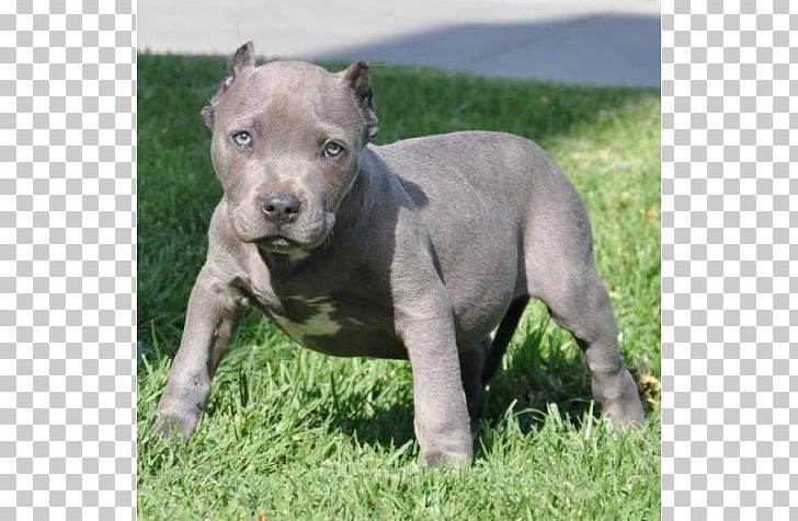 american staffordshire terrier bully