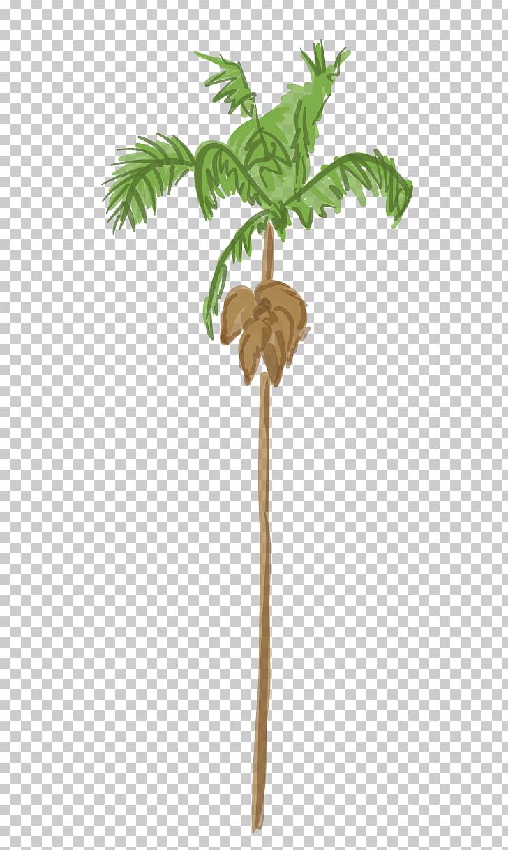 Arecaceae Tree Weevil Plant Coconut PNG, Clipart, Arecaceae, Arecales, Branch, Coconut, Date Palm Free PNG Download