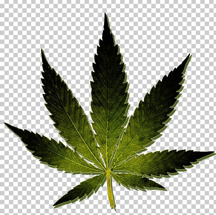 Medical Cannabis Kush Hash Oil Cannabis Sativa PNG, Clipart, Cannabis, Cannabis Sativa, Cannabis Smoking, Hash Oil, Hemp Free PNG Download