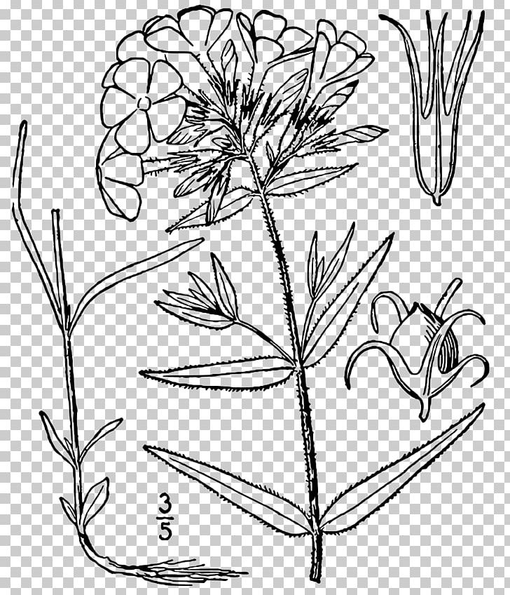 Phlox Pilosa Phlox Divaricata Line Art Phlox Paniculata Drawing PNG, Clipart, Branch, Drawing, Flora, Floral Design, Flower Free PNG Download