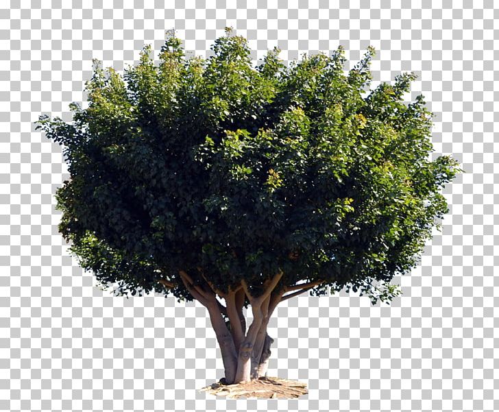 Tree Shrub Woody Plant PNG, Clipart, Branch, Evergreen, Gimp, Nature, Plant Free PNG Download