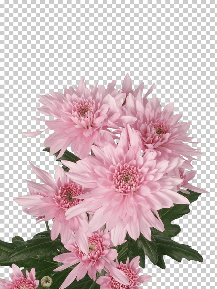 Chrysanthemum Royal Van Zanten Cut Flowers Floral Design PNG, Clipart, Annual Plant, Aster, Chrysanthemum, Chrysanths, Cut Flowers Free PNG Download